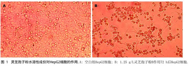 灵芝孢子粉对人肝癌细胞HepG2及裸鼠移植瘤生长的抑制作用-第1张图片-破壁灵芝孢子粉研究指南