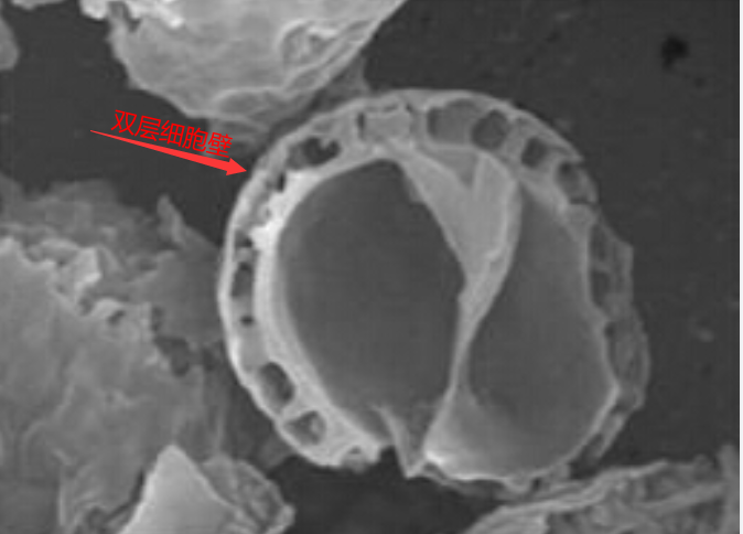 灵芝孢子粉是什么东西？-第3张图片-破壁灵芝孢子粉研究指南